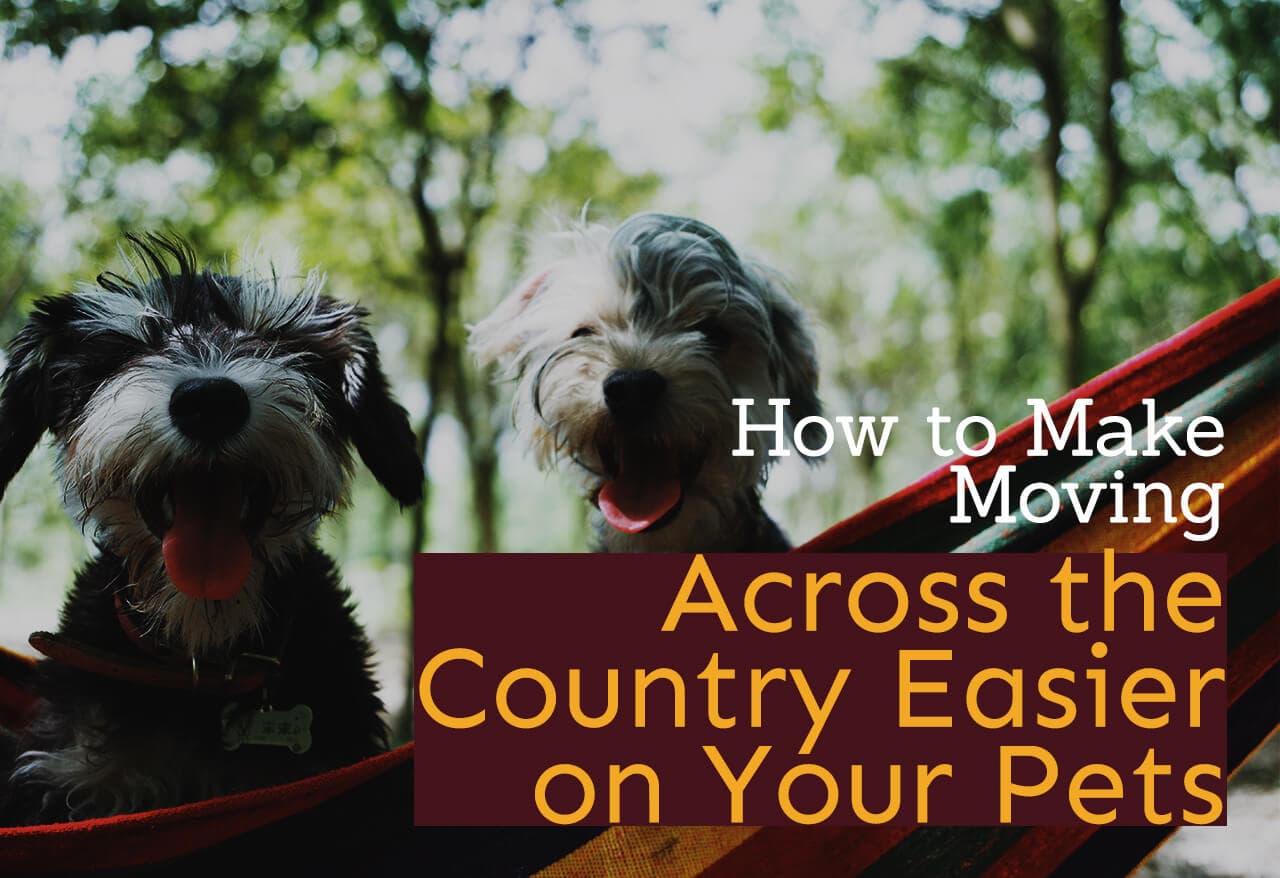 How to Make Moving Across the Country Easier on Your Pets